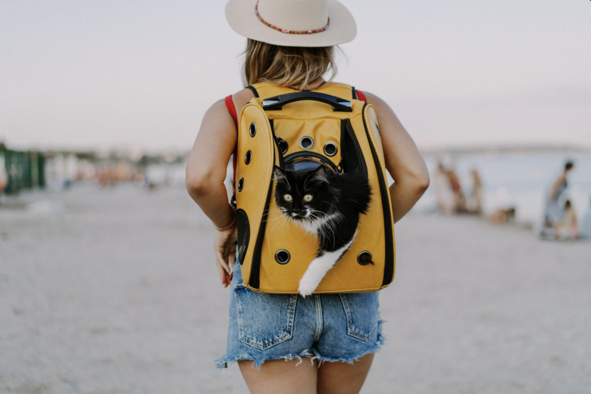 woman traveling with cat